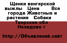 Щенки венгерской выжлы › Цена ­ 1 - Все города Животные и растения » Собаки   . Тверская обл.,Нелидово г.